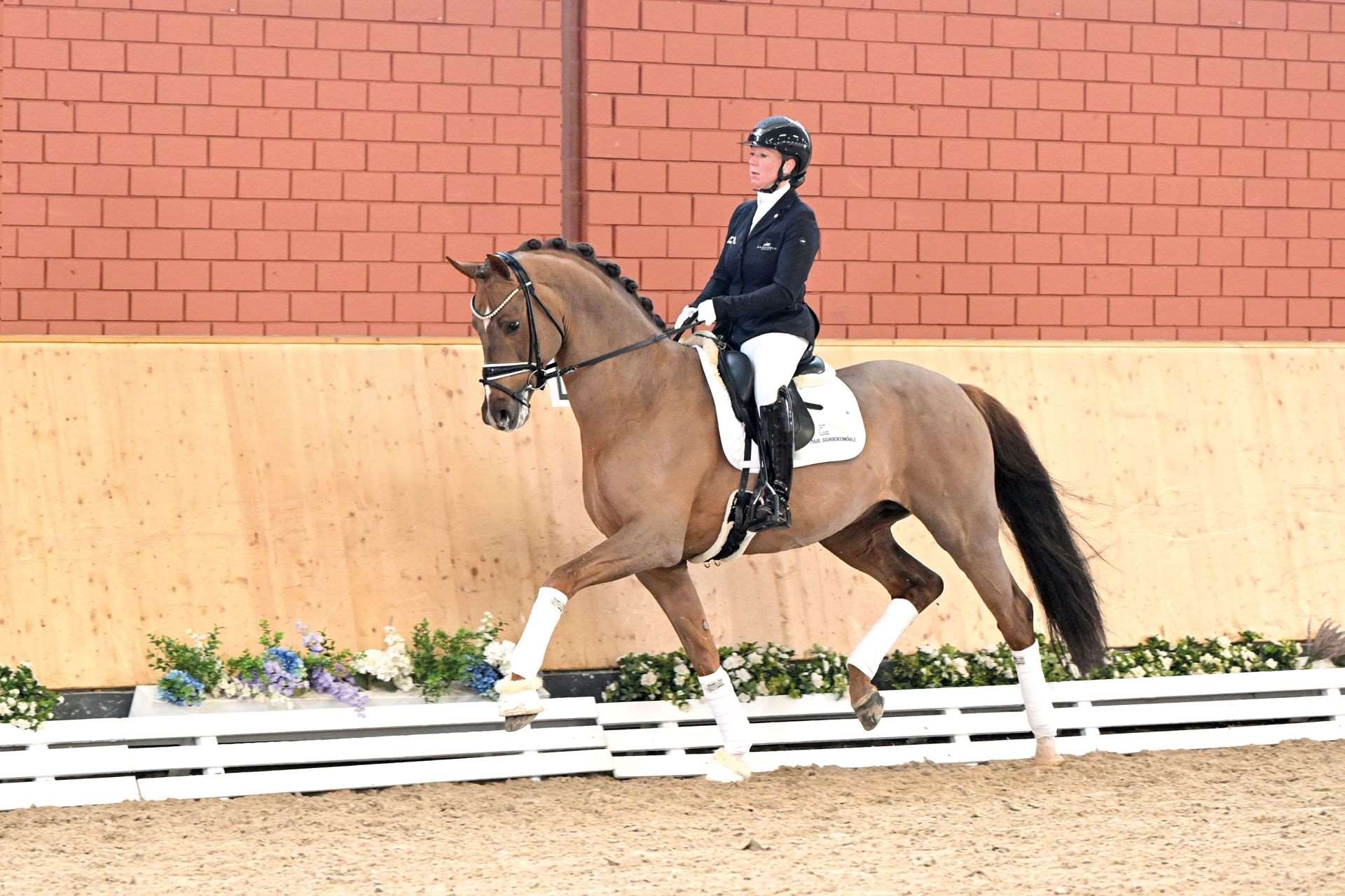 Viva Romance PS OLD Stallion